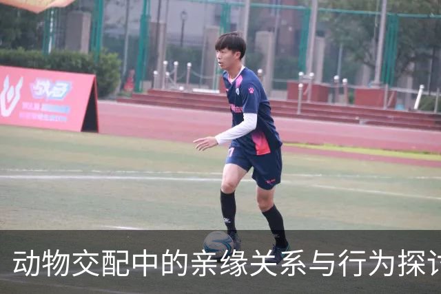 动物交配中的亲缘关系与行为探讨