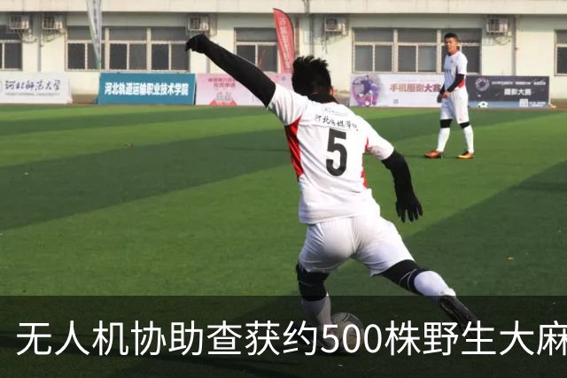 无人机协助查获约500株野生大麻