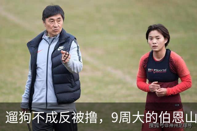 遛狗不成反被撸，9周大的伯恩山 puppy 太受欢迎了！